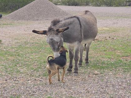 Enlarge Buddy, a Adoptable mixed breed in Scottsdale, AZ image 2/3