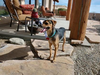 Enlarge Buddy, a Adoptable mixed breed in Scottsdale, AZ image 3/3