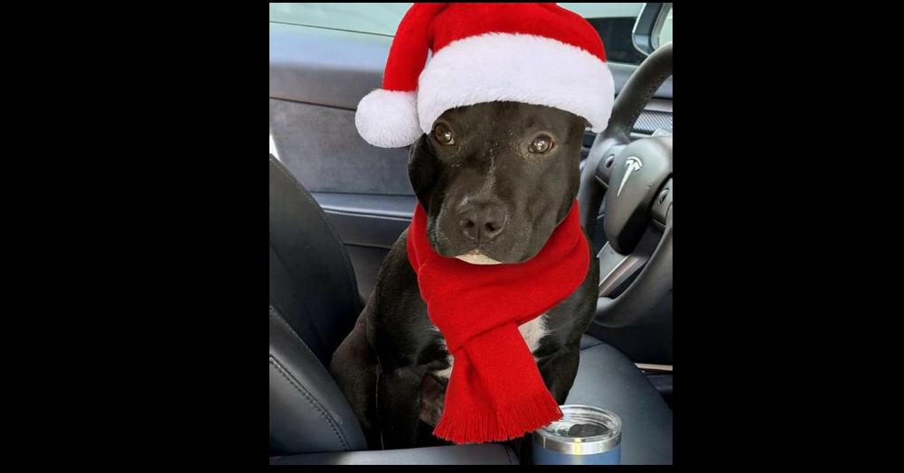 Enlarge BERNIE, a Adoptable mixed breed in Richmond, TX image 1/5