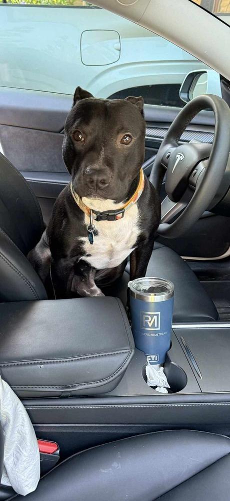 Enlarge BERNIE, a Adoptable mixed breed in Richmond, TX image 2/5