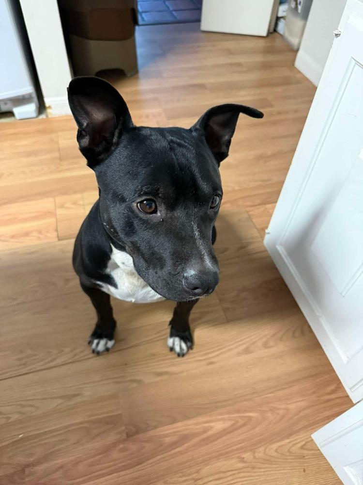 Enlarge BERNIE, a Adoptable mixed breed in Richmond, TX image 3/5