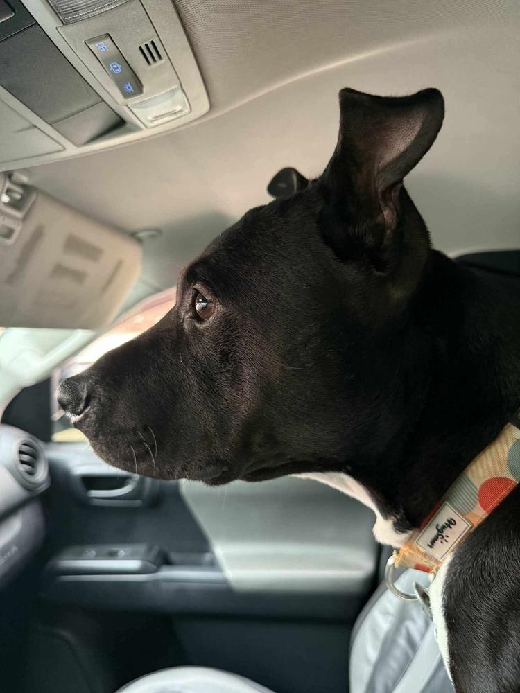 Enlarge BERNIE, a Adoptable mixed breed in Richmond, TX image 5/5