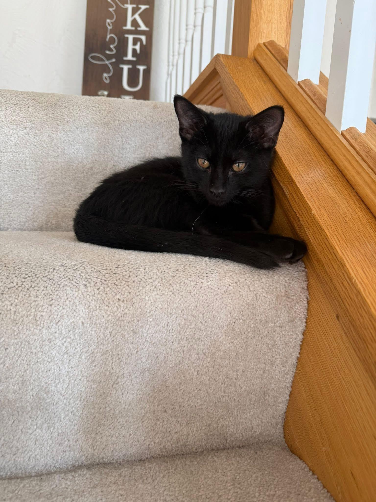 Sully, Adoptable, Kitten Male Domestic Short Hair.