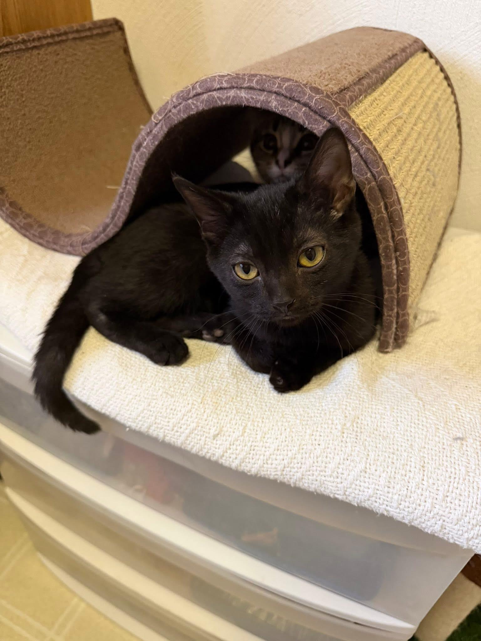 Enlarge Sully, a Adoptable Domestic Short Hair in Battle Creek, MI image 2/3