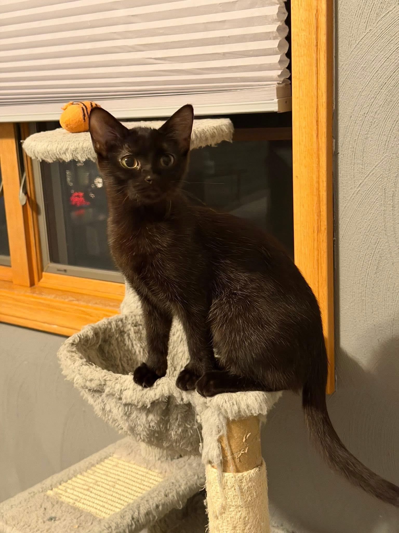 Sully, Adoptable, Kitten Male Domestic Short Hair.