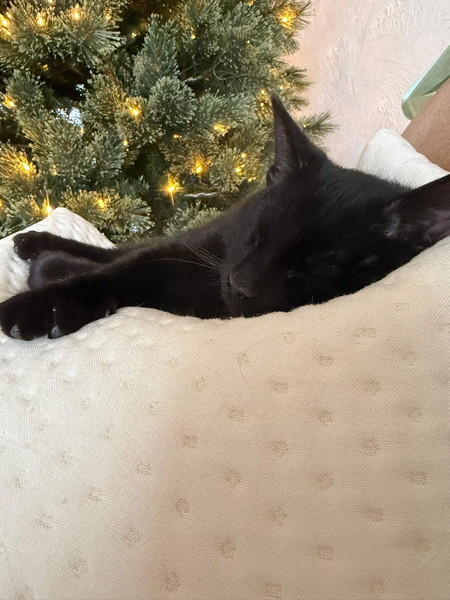 Enlarge Sully, a Adoptable Domestic Short Hair in Battle Creek, MI image 3/3