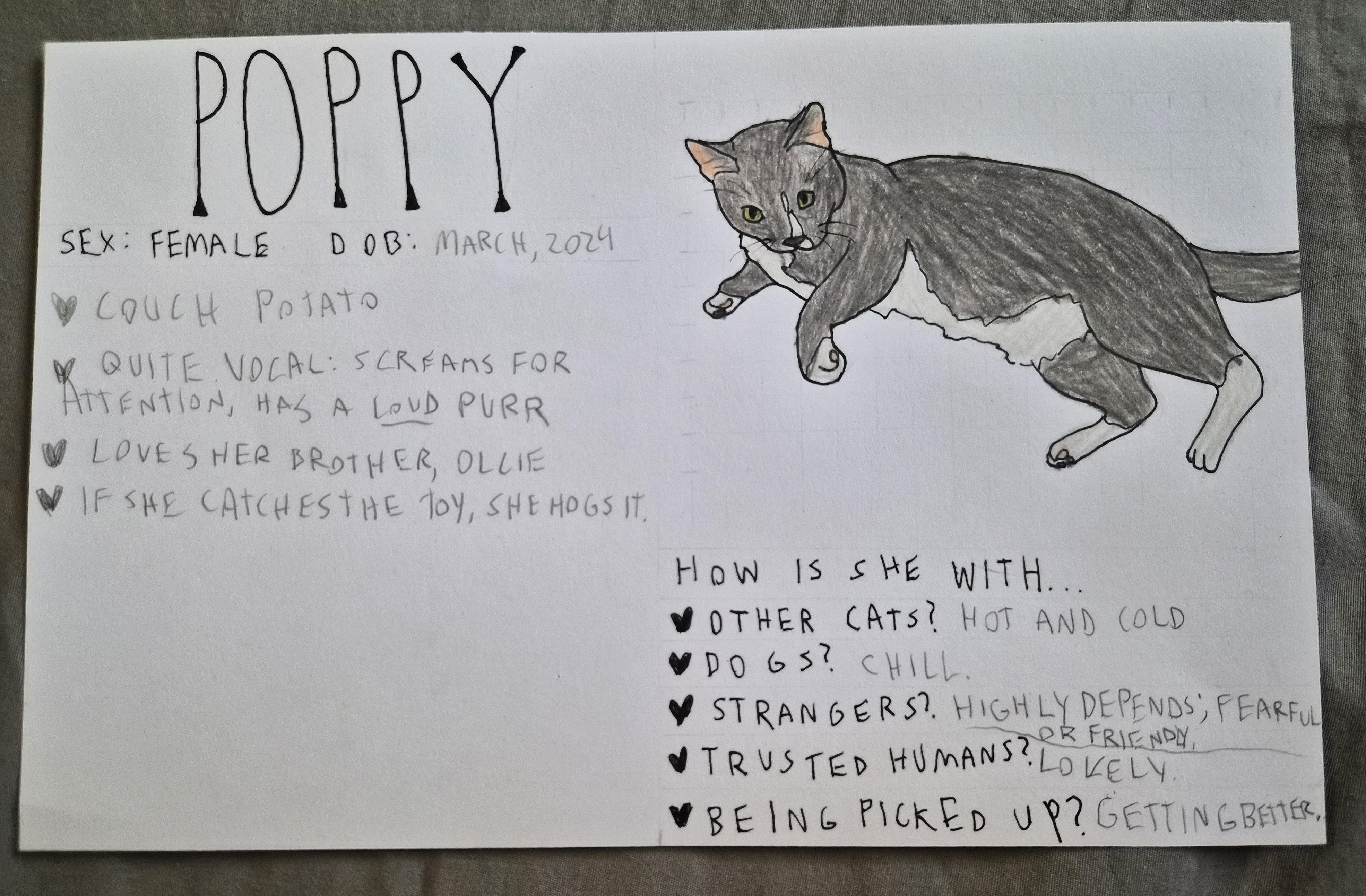 Poppy, a ADOPTABLE Domestic Short Hair in Crockett, CA image 2/2