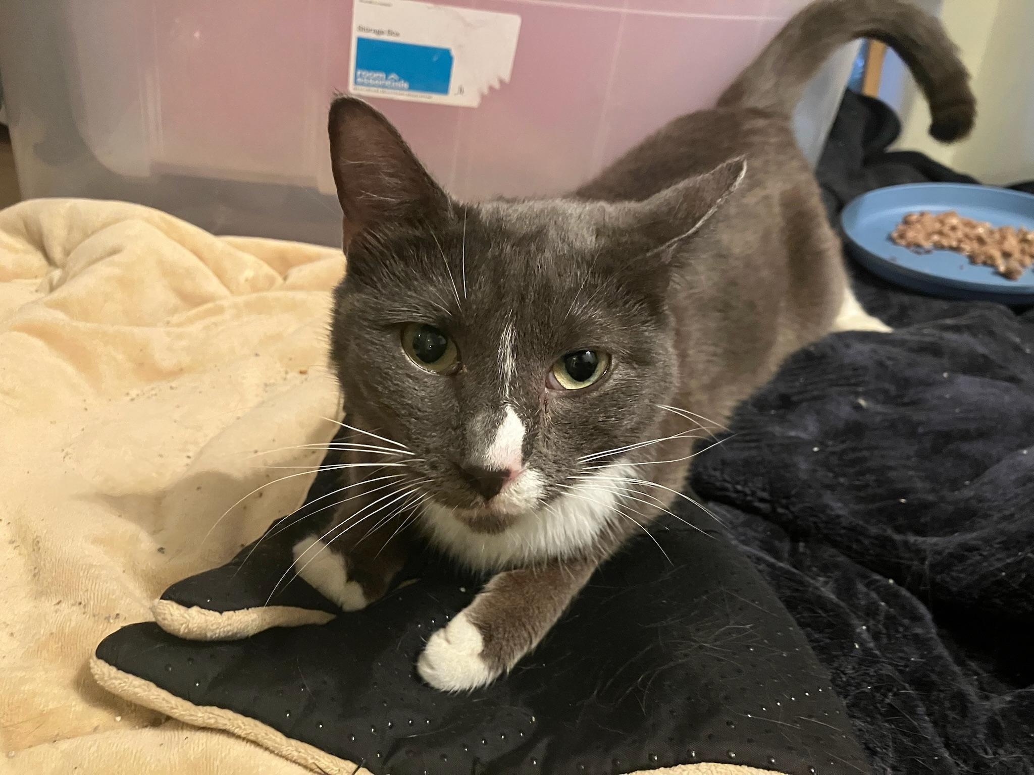 Poppy, a ADOPTABLE Domestic Short Hair in Crockett, CA image 1/2