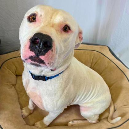 Enlarge Ricotta, a Adoptable mixed breed in Gastonia, NC image 2/3