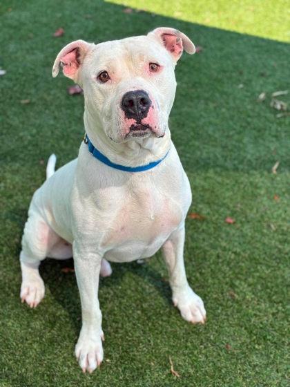 Enlarge Ricotta, a Adoptable mixed breed in Gastonia, NC image 3/3