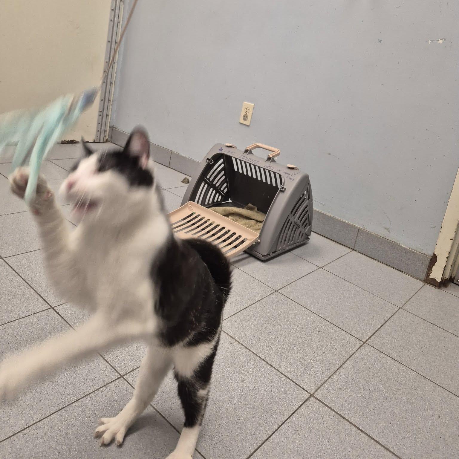 Enlarge Rodeo, a Adoptable Domestic Short Hair in Buffalo, NY image 5/6