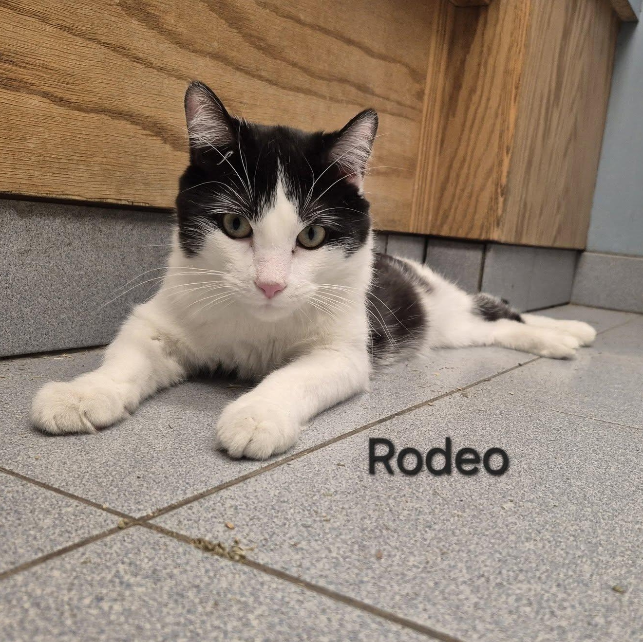 Enlarge Rodeo, a Adoptable Domestic Short Hair in Buffalo, NY image 1/6