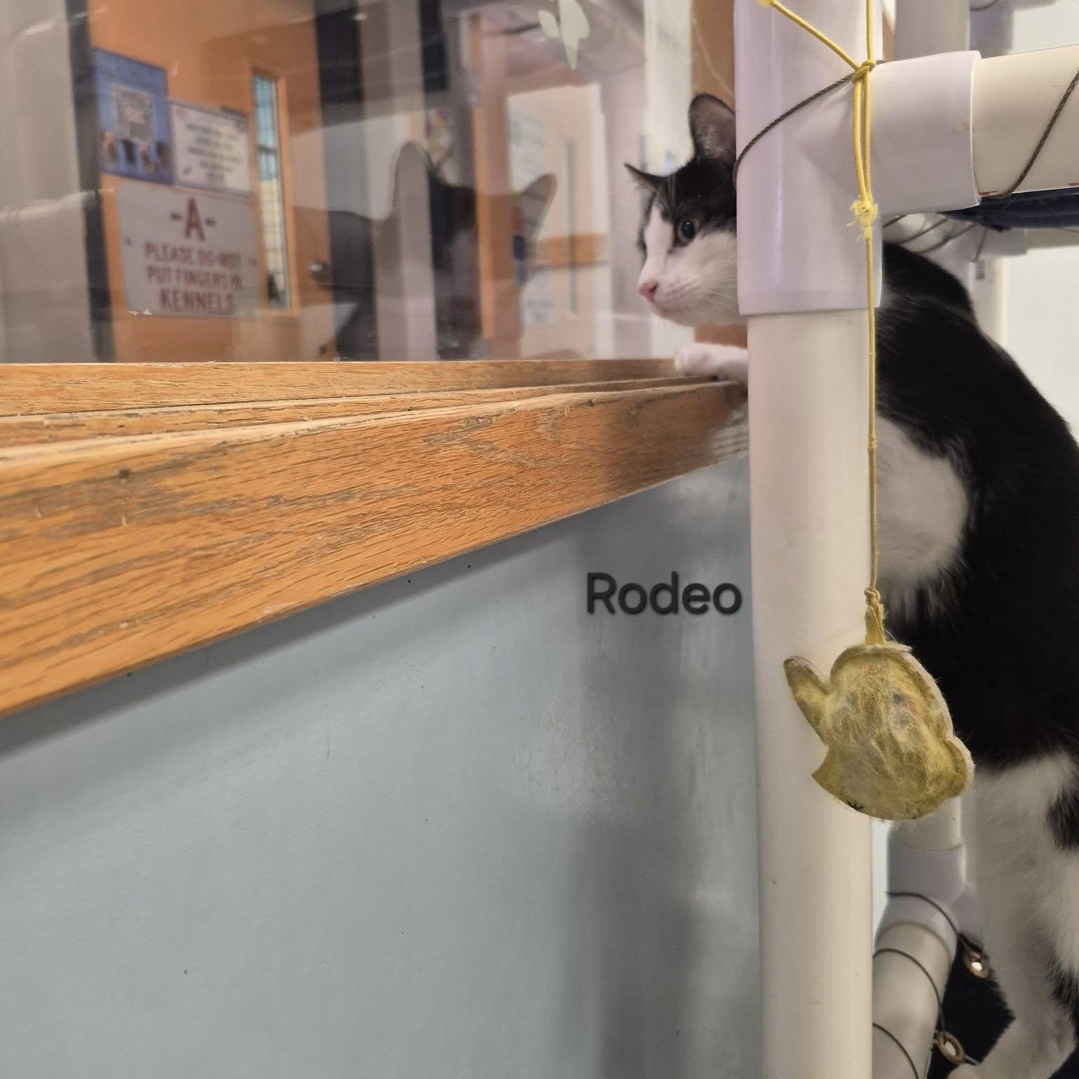 Enlarge Rodeo, a Adoptable Domestic Short Hair in Buffalo, NY image 2/6