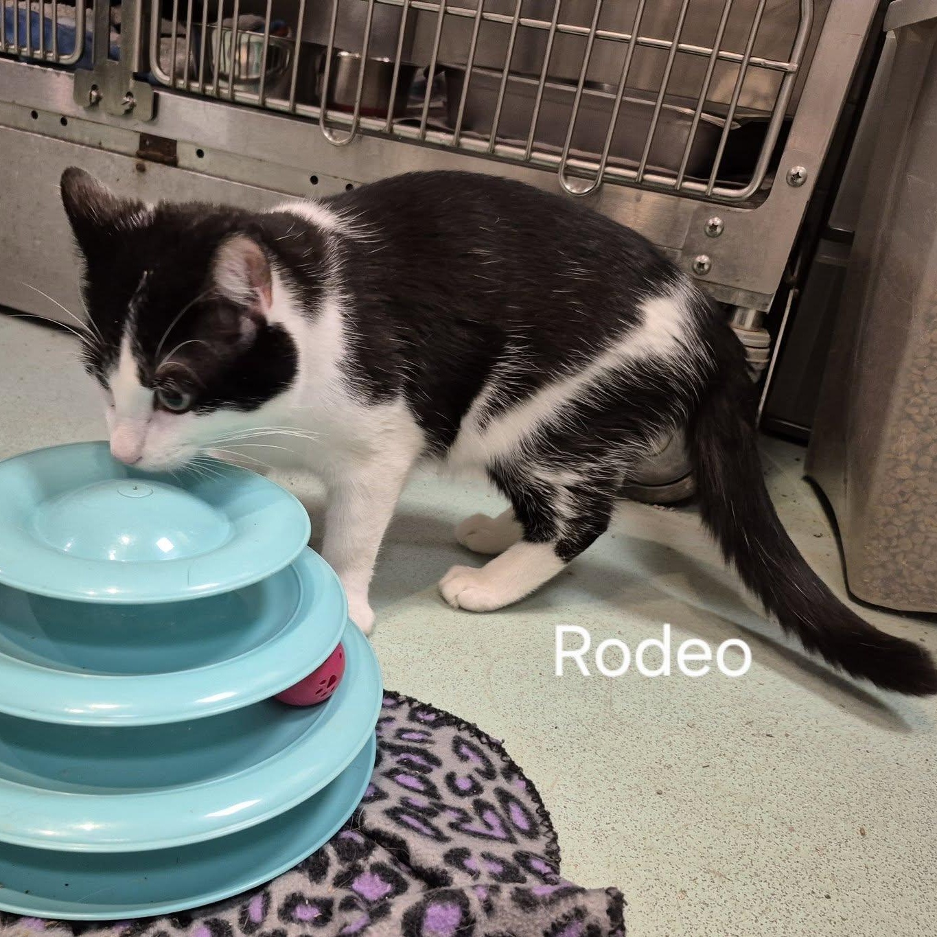 Enlarge Rodeo, a Adoptable Domestic Short Hair in Buffalo, NY image 3/6