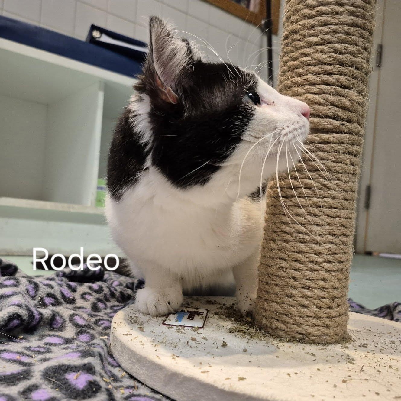 Enlarge Rodeo, a Adoptable Domestic Short Hair in Buffalo, NY image 6/6