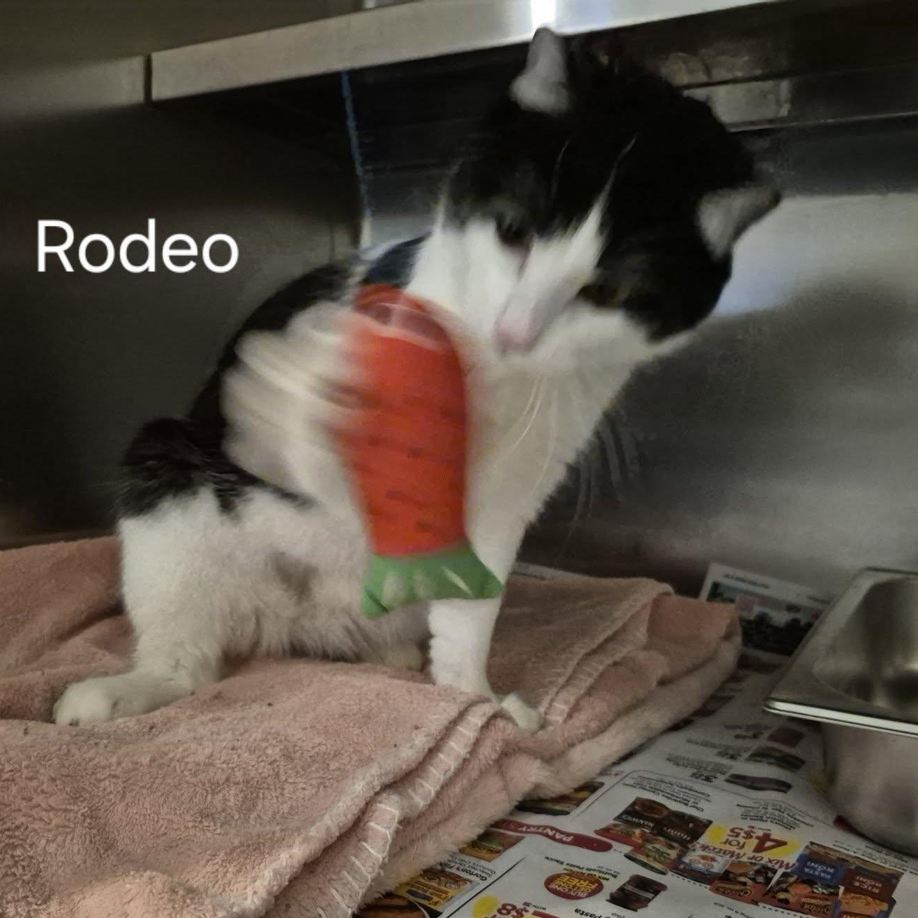 Enlarge Rodeo, a Adoptable Domestic Short Hair in Buffalo, NY image 4/6