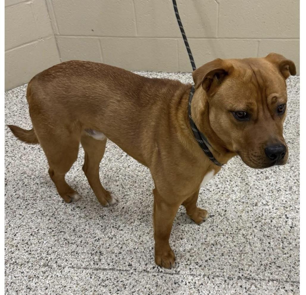 Enlarge Coach, an adopted mixed breed in Youngstown, OH image 2/2