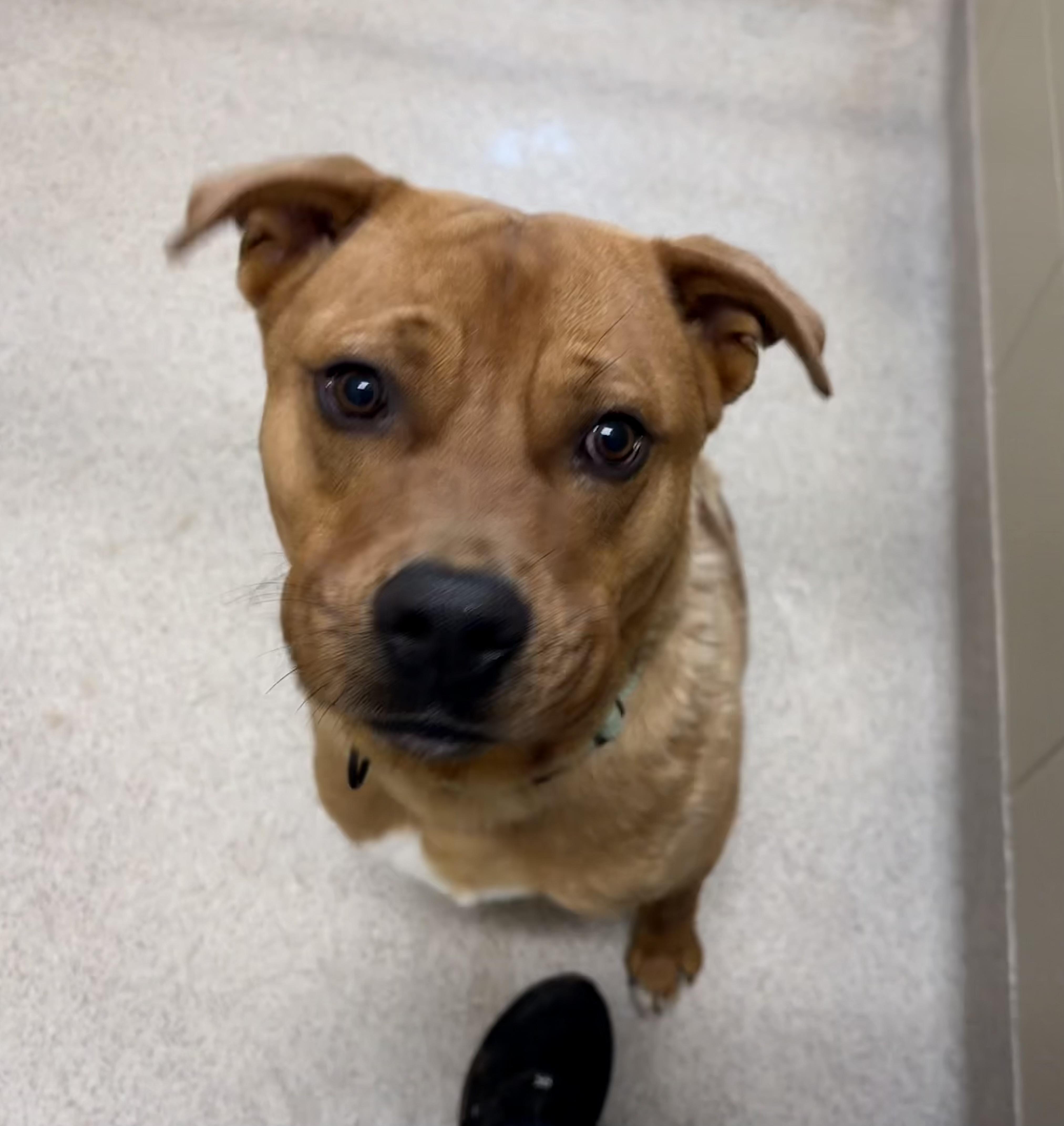 Enlarge Coach, an adopted mixed breed in Youngstown, OH image 1/2