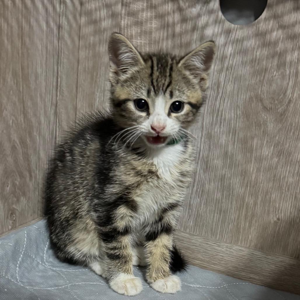 Riff Raff, Adoptable, Kitten Male Domestic Short Hair.