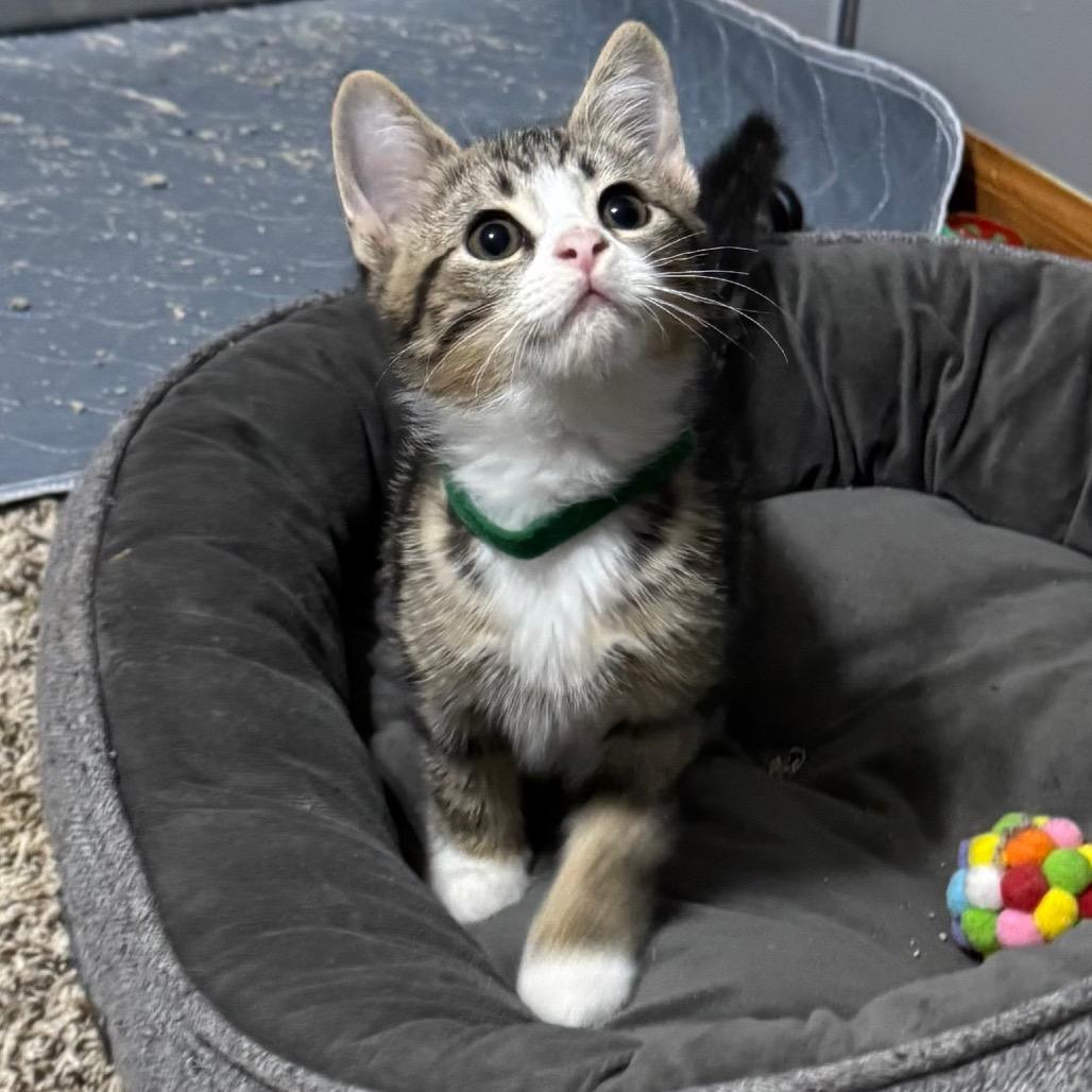Enlarge Riff Raff, a Adoptable Domestic Short Hair in Roselle, IL image 2/5