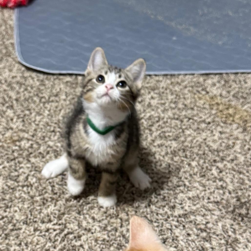 Enlarge Riff Raff, a Adoptable Domestic Short Hair in Roselle, IL image 3/5