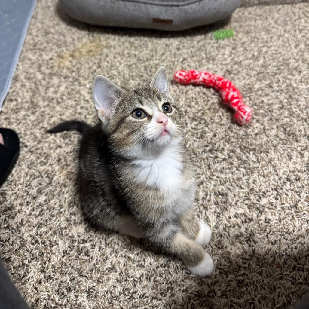 Enlarge Riff Raff, a Adoptable Domestic Short Hair in Roselle, IL image 4/5