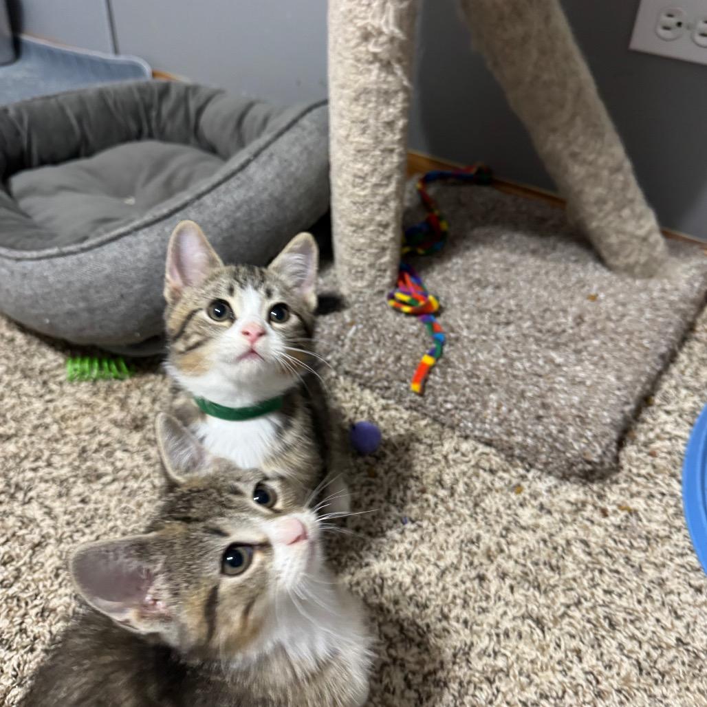 Enlarge Riff Raff, a Adoptable Domestic Short Hair in Roselle, IL image 5/5