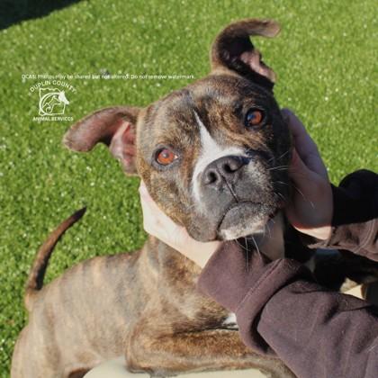 ORBIT, Adoptable, Adult Male American Bulldog & Mixed Breed.