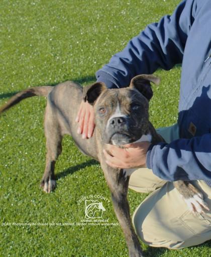 Enlarge ORBIT, a Adoptable mixed breed in Kenansville, NC image 2/3