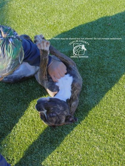 Enlarge ORBIT, a Adoptable mixed breed in Kenansville, NC image 3/3