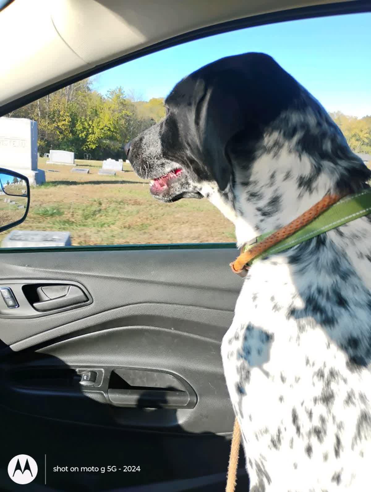 Enlarge Buddy, a ADOPTABLE German Shorthaired Pointer in Plattsburg, MO image 5/6