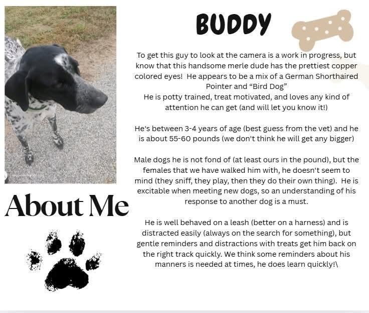 Enlarge Buddy, a ADOPTABLE German Shorthaired Pointer in Plattsburg, MO image 4/6