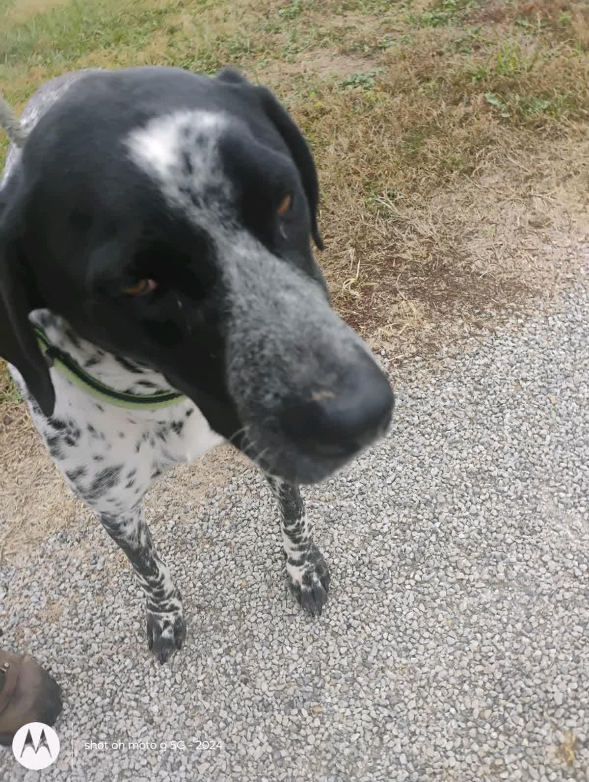 Enlarge Buddy, a ADOPTABLE German Shorthaired Pointer in Plattsburg, MO image 2/6