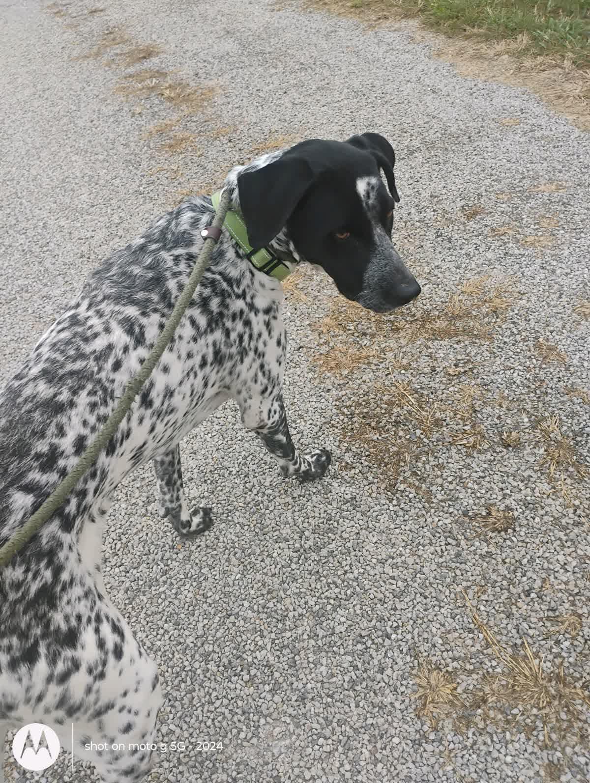 Enlarge Buddy, a ADOPTABLE German Shorthaired Pointer in Plattsburg, MO image 3/6