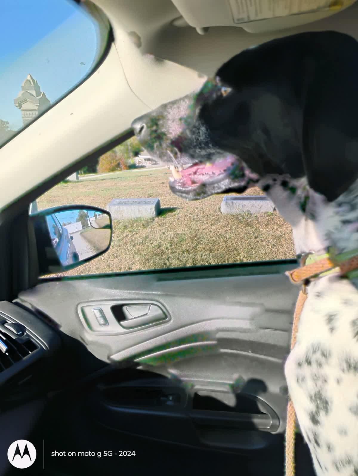 Enlarge Buddy, a ADOPTABLE German Shorthaired Pointer in Plattsburg, MO image 6/6