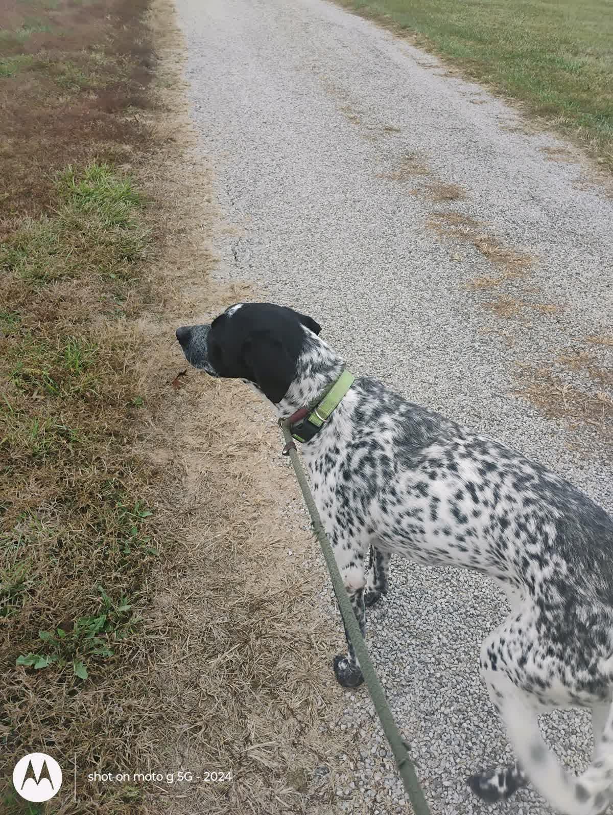 Enlarge Buddy, a ADOPTABLE German Shorthaired Pointer in Plattsburg, MO image 1/6