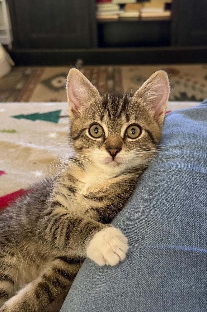 Quatros: Monito, Adoptable, Kitten Male Domestic Short Hair & Tabby.