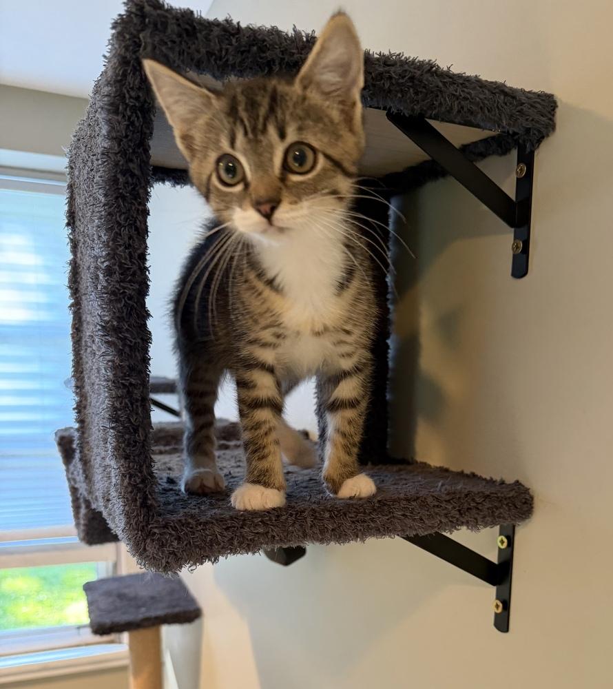 Quatros: Monito, a Adoptable mixed breed in Warren, CT image 5/6