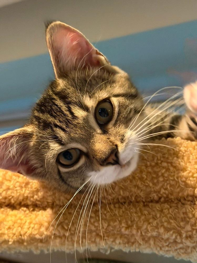 Quatros: Monito, a Adoptable mixed breed in Warren, CT image 6/6