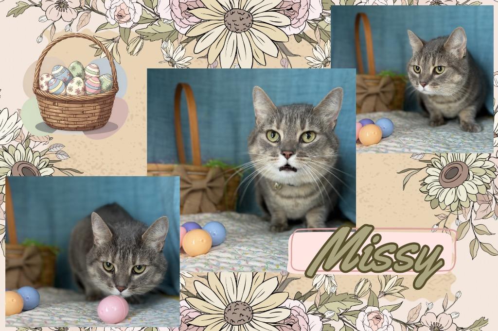Missy, Adoptable, Adult Female Domestic Short Hair.