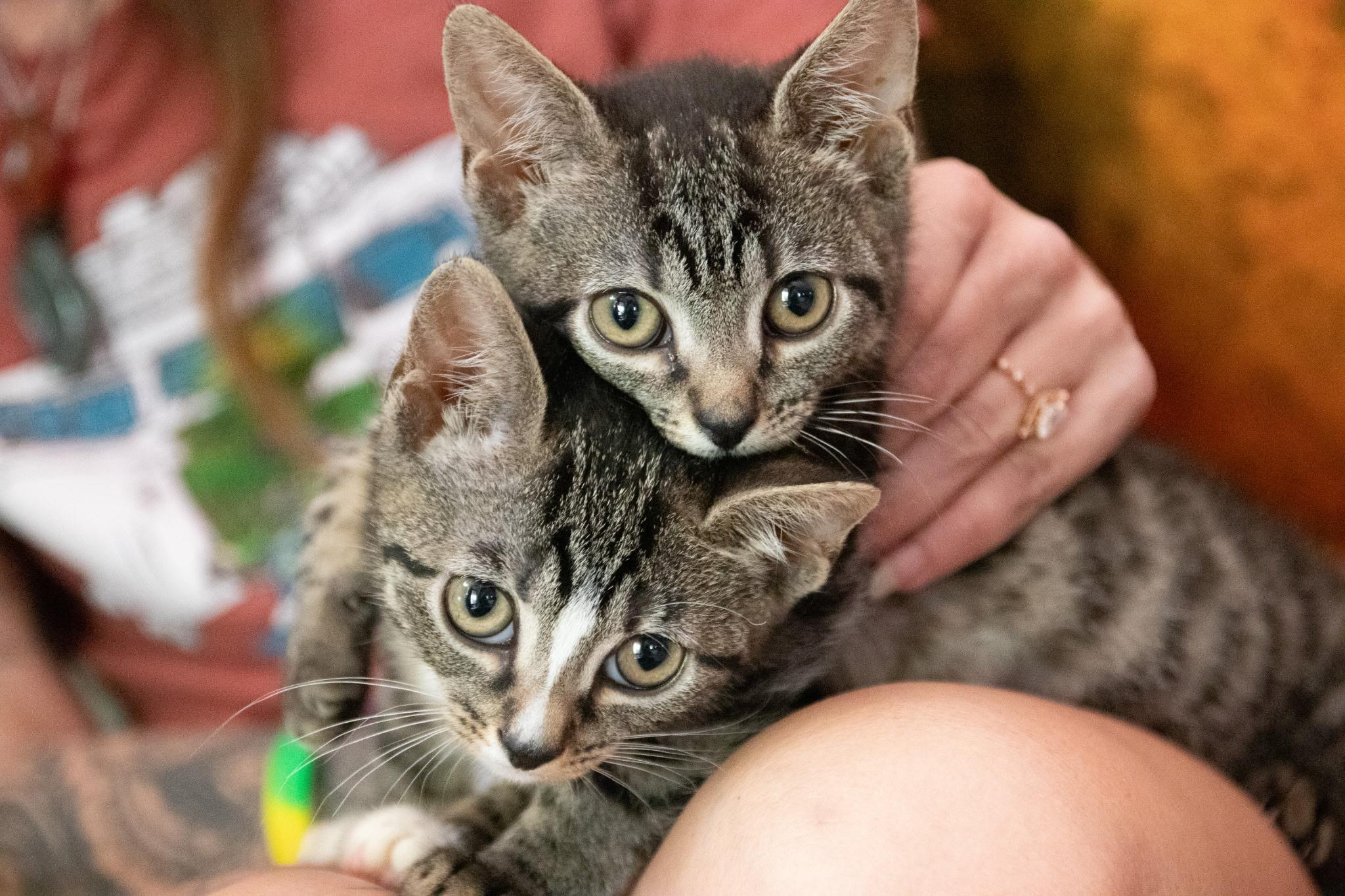 Kimchi and Cabbage, an adopted Domestic Short Hair in Haddon Heights, NJ image 1/5