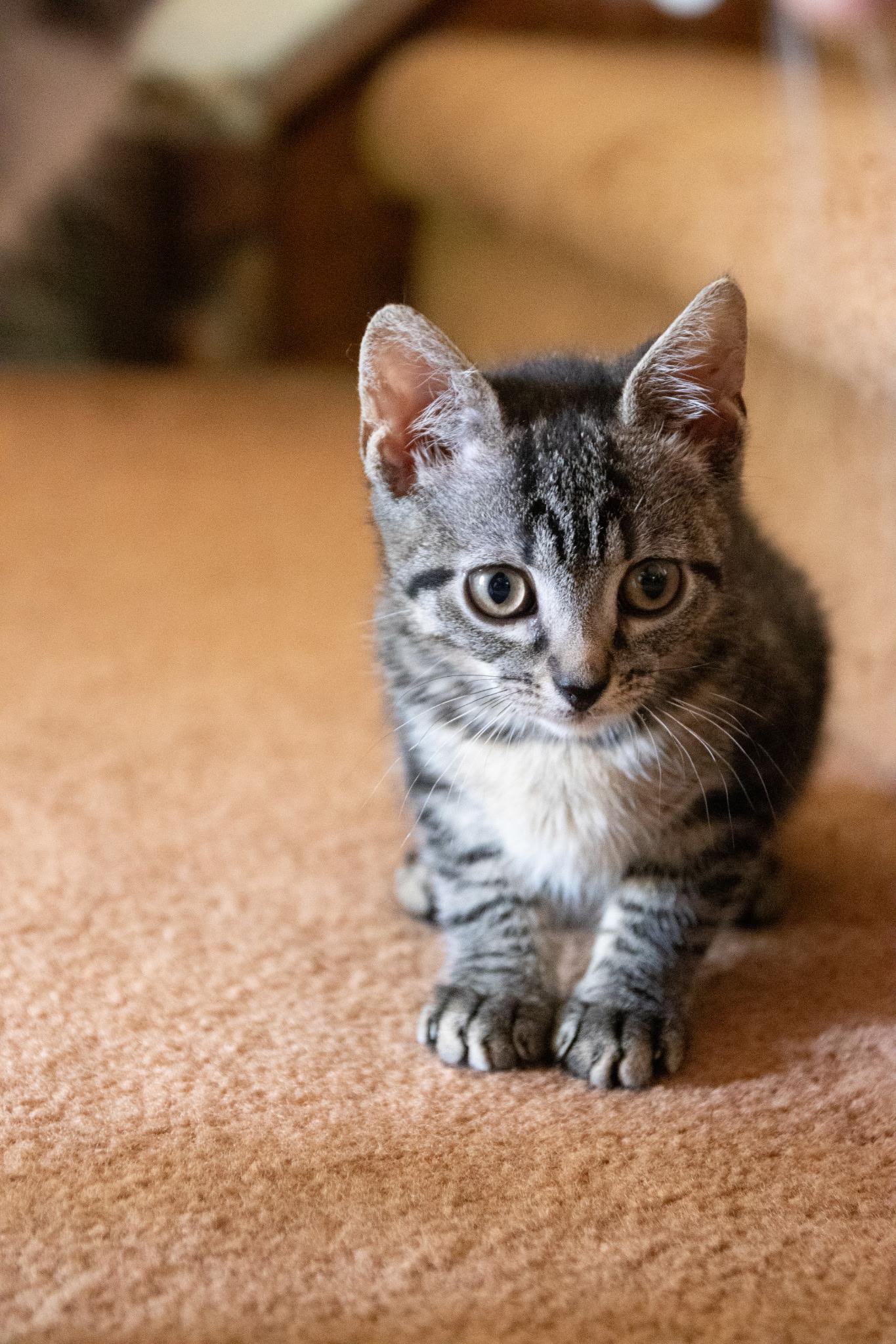 Kimchi and Cabbage, an adopted Domestic Short Hair in Haddon Heights, NJ image 5/5