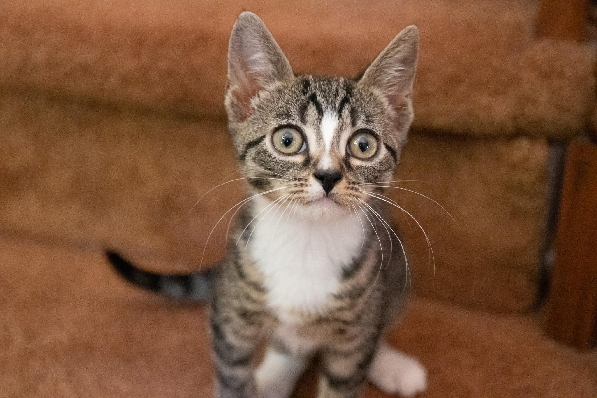 Kimchi and Cabbage, an adopted Domestic Short Hair in Haddon Heights, NJ image 3/5