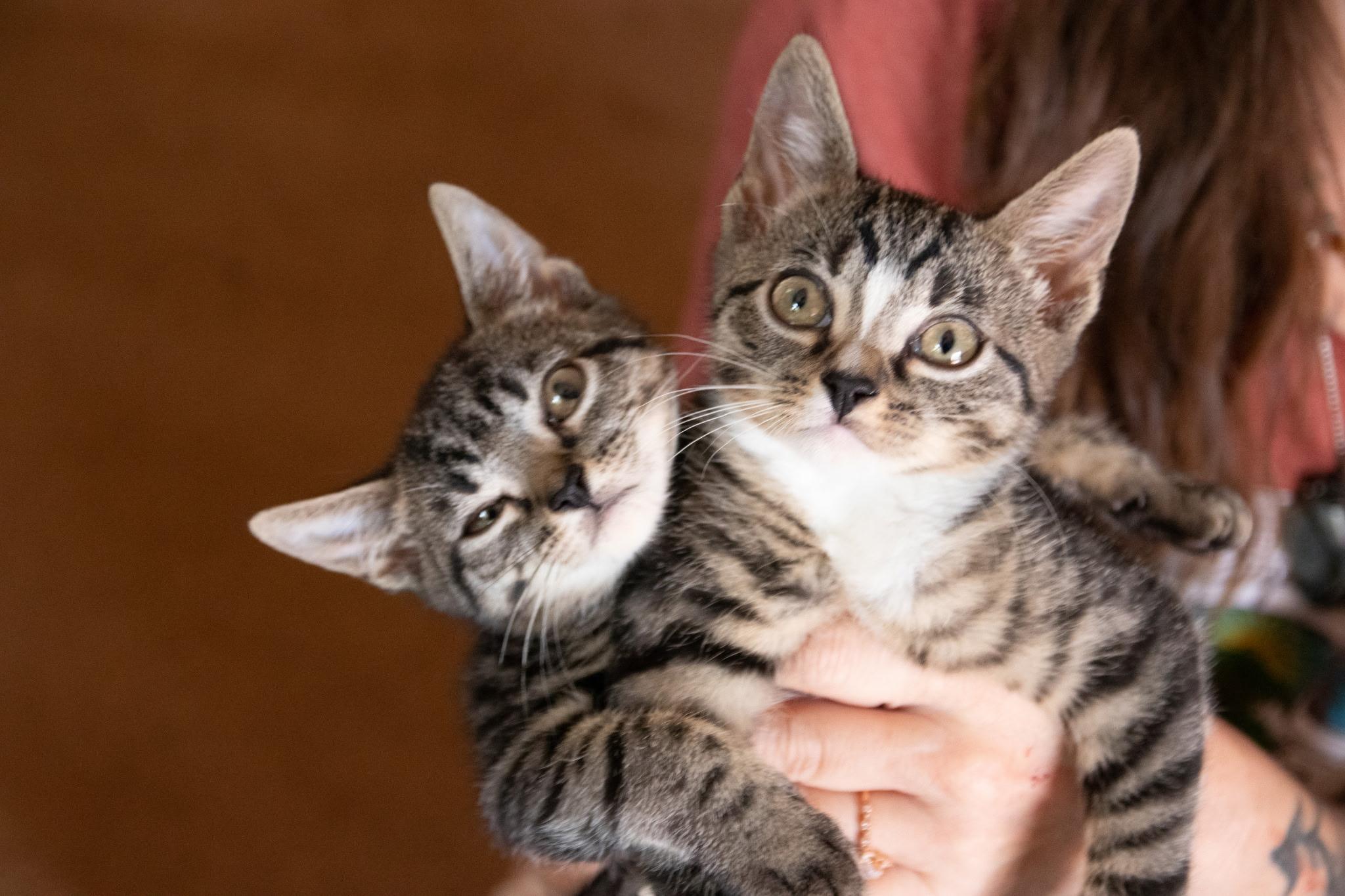 Kimchi and Cabbage, an adopted Domestic Short Hair in Haddon Heights, NJ image 2/5