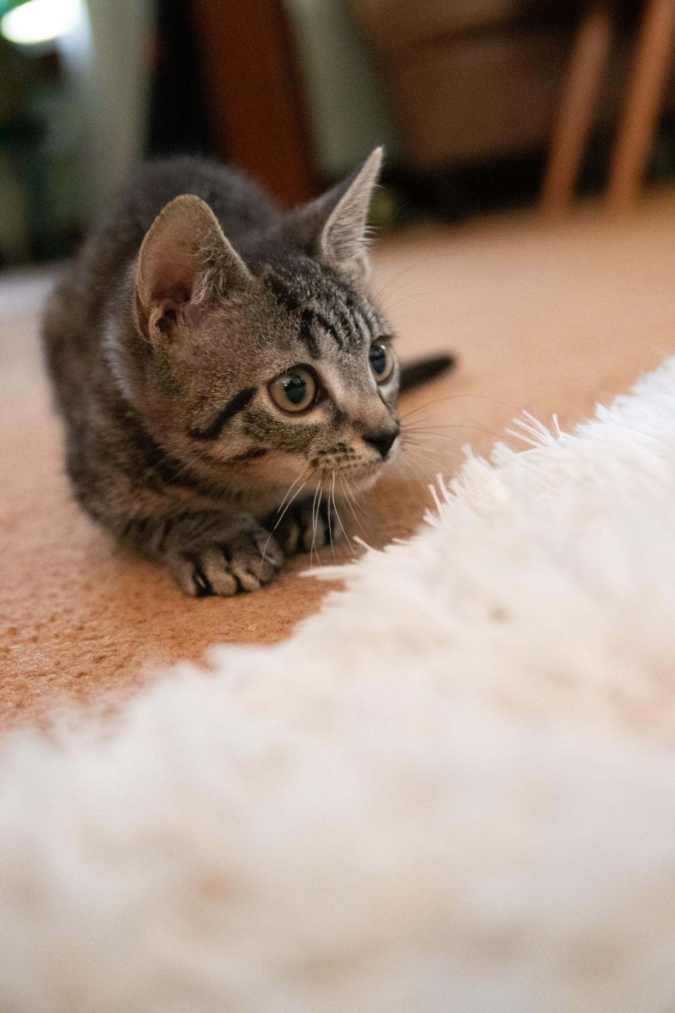 Kimchi and Cabbage, an adopted Domestic Short Hair in Haddon Heights, NJ image 4/5