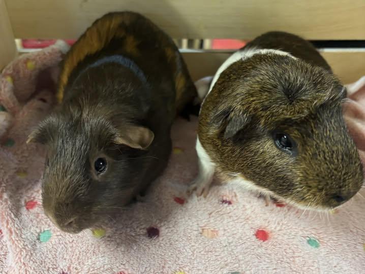 Enlarge Jack & Whiskey, a Adoptable Guinea Pig in Amherst, NY image 1/3