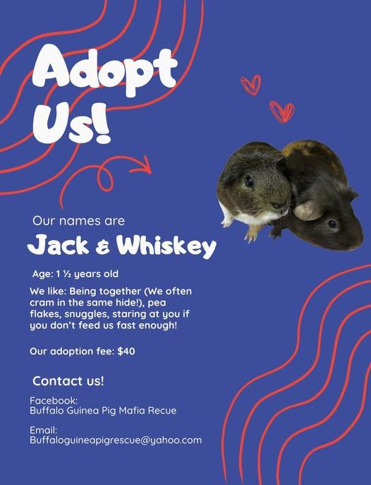 Enlarge Jack & Whiskey, a Adoptable Guinea Pig in Amherst, NY image 2/3