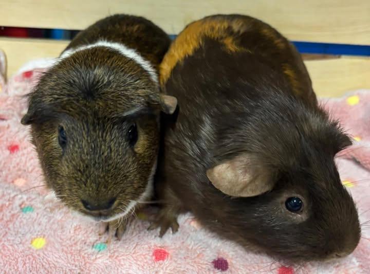 Enlarge Jack & Whiskey, a Adoptable Guinea Pig in Amherst, NY image 3/3