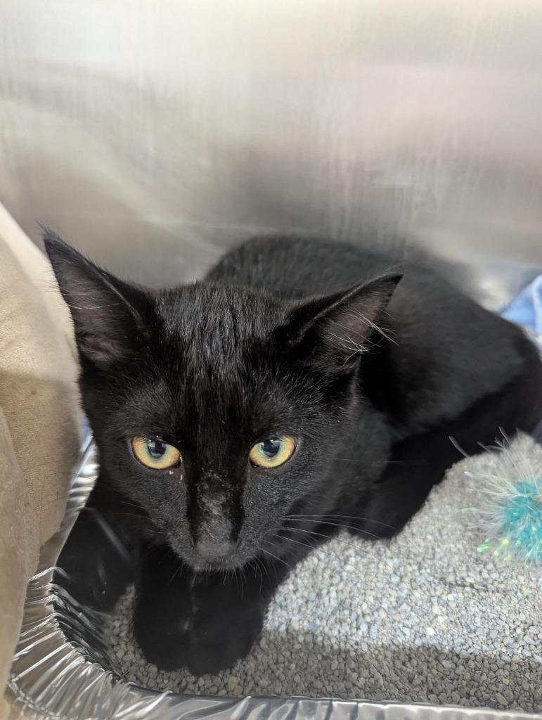 Hades, Adopted, Kitten Male Domestic Short Hair.