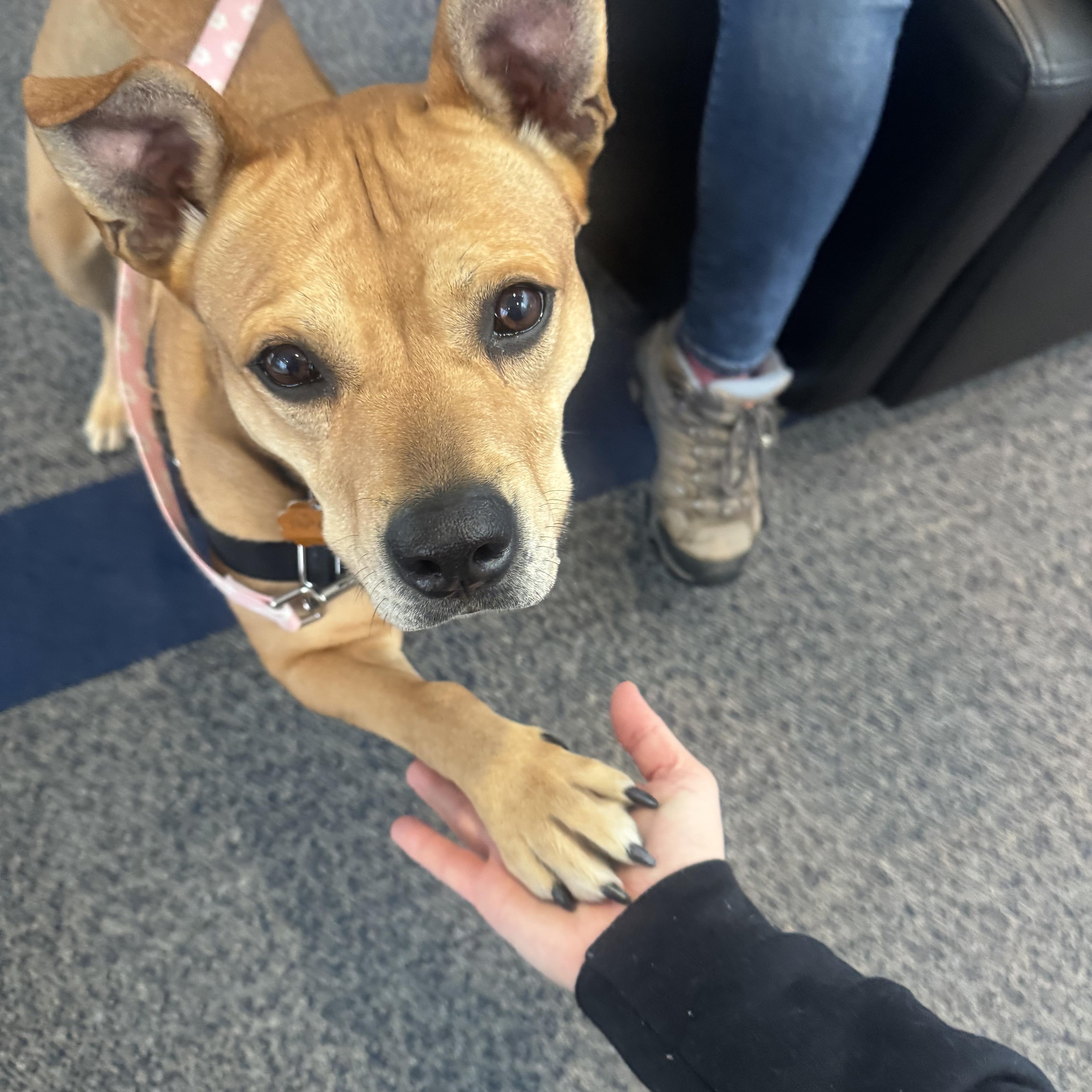 Enlarge Piper, a ADOPTABLE mixed breed in Salem, NH image 3/6